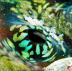 exceptional fluorescent coloration of a giant clam's open... by Michelle Choong_khoo 
